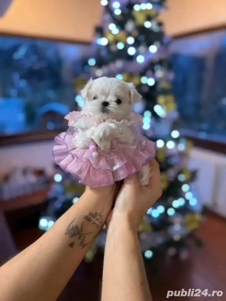Bichoni maltezi mini toy 