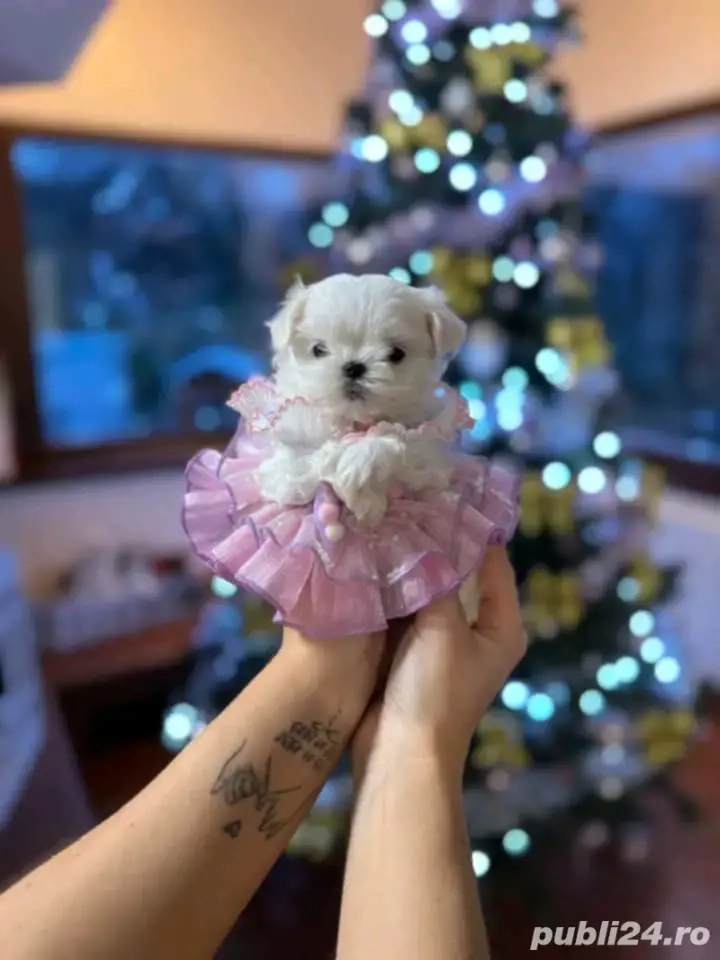 Bichoni maltezi mini toy 