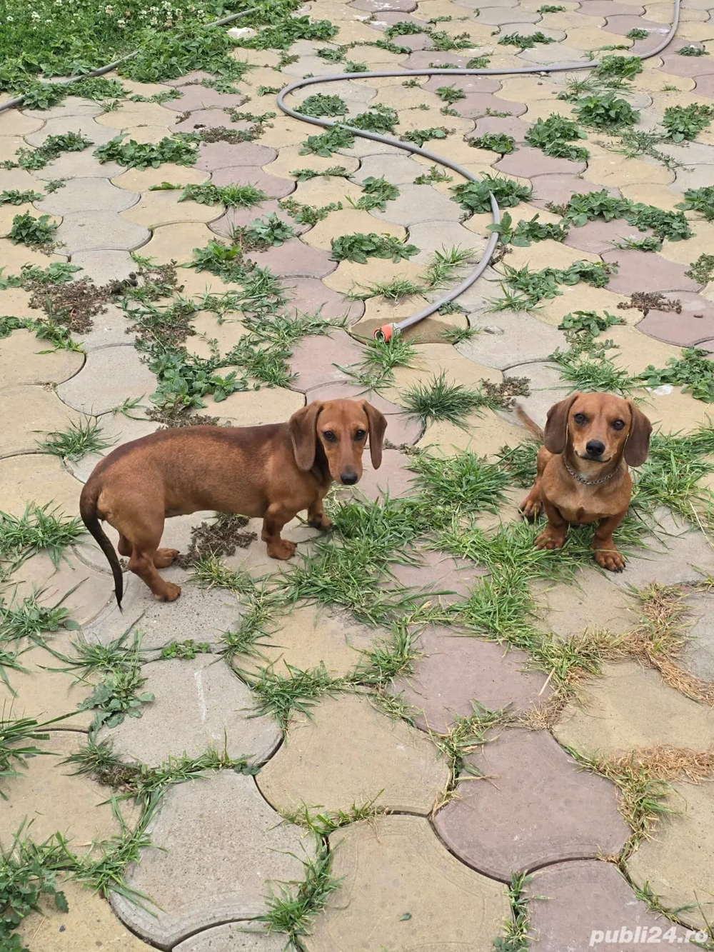 Pereche Teckel (Soricari, Daschund)