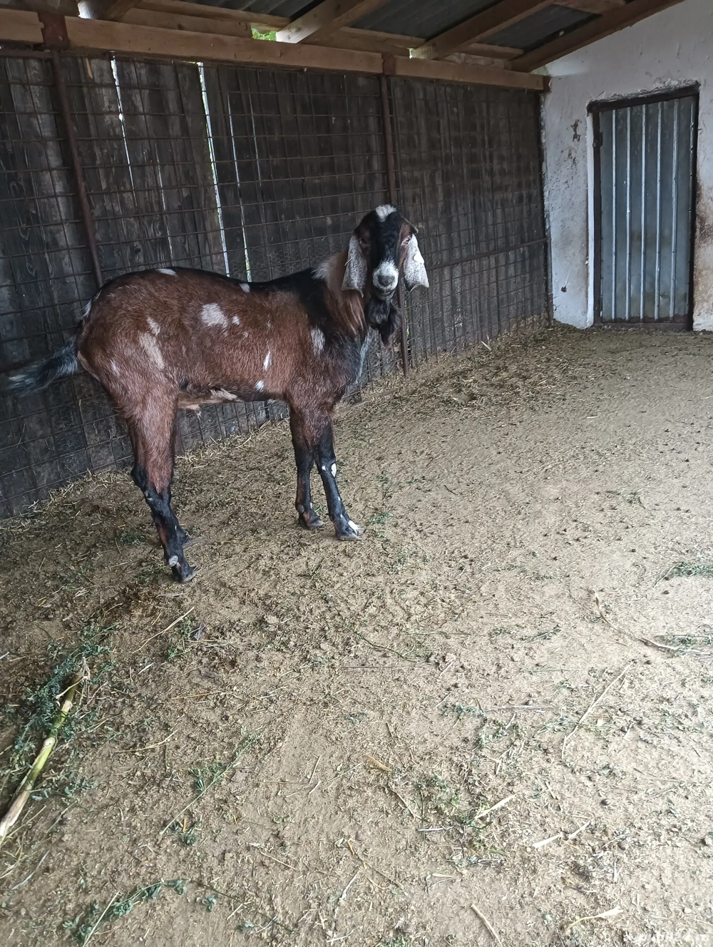 Vând sau schimb Țap Anglo Nubian 