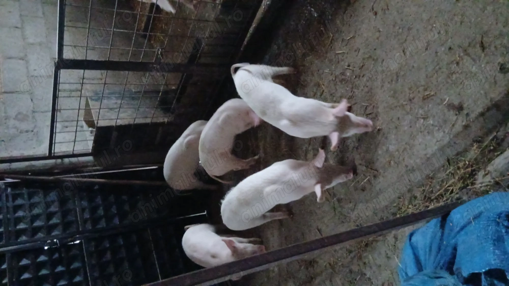 purcele de vânzare,20-25kg 