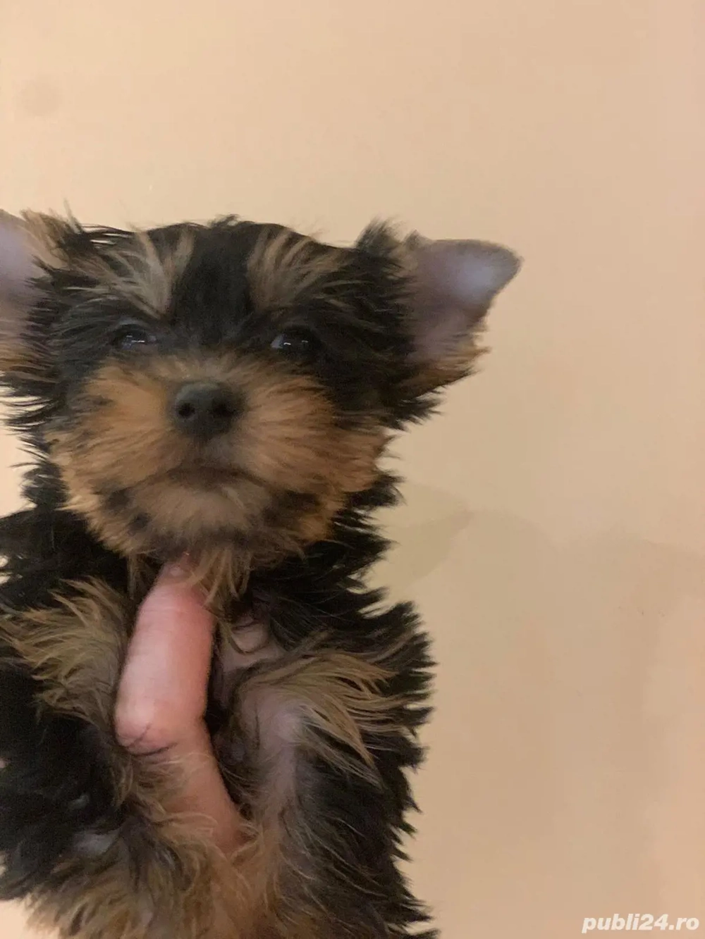 Yorkshire terrier 