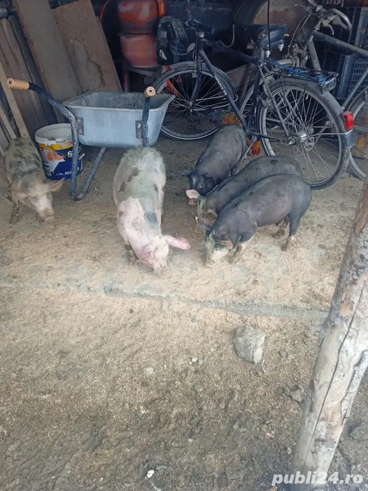 vand purcei petrean belgian 