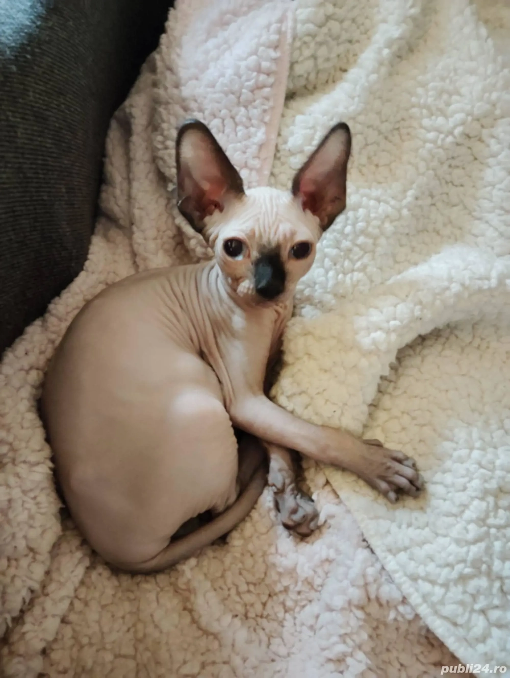 Pui de pisica rasa sphinx 