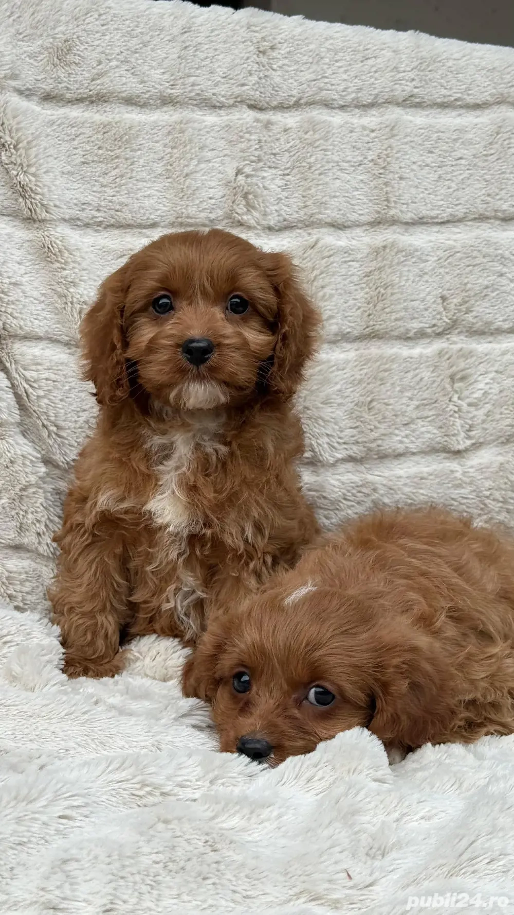 Cavapoo pudel maltipoo bichon 