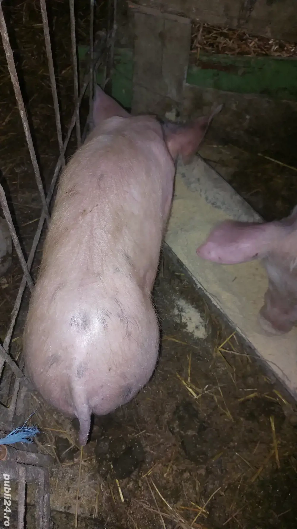 3 scrofite si un purcel