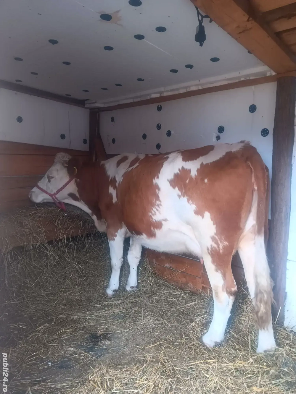 Vând o junica baltata românească de 3 ani gestanta în 3 luni