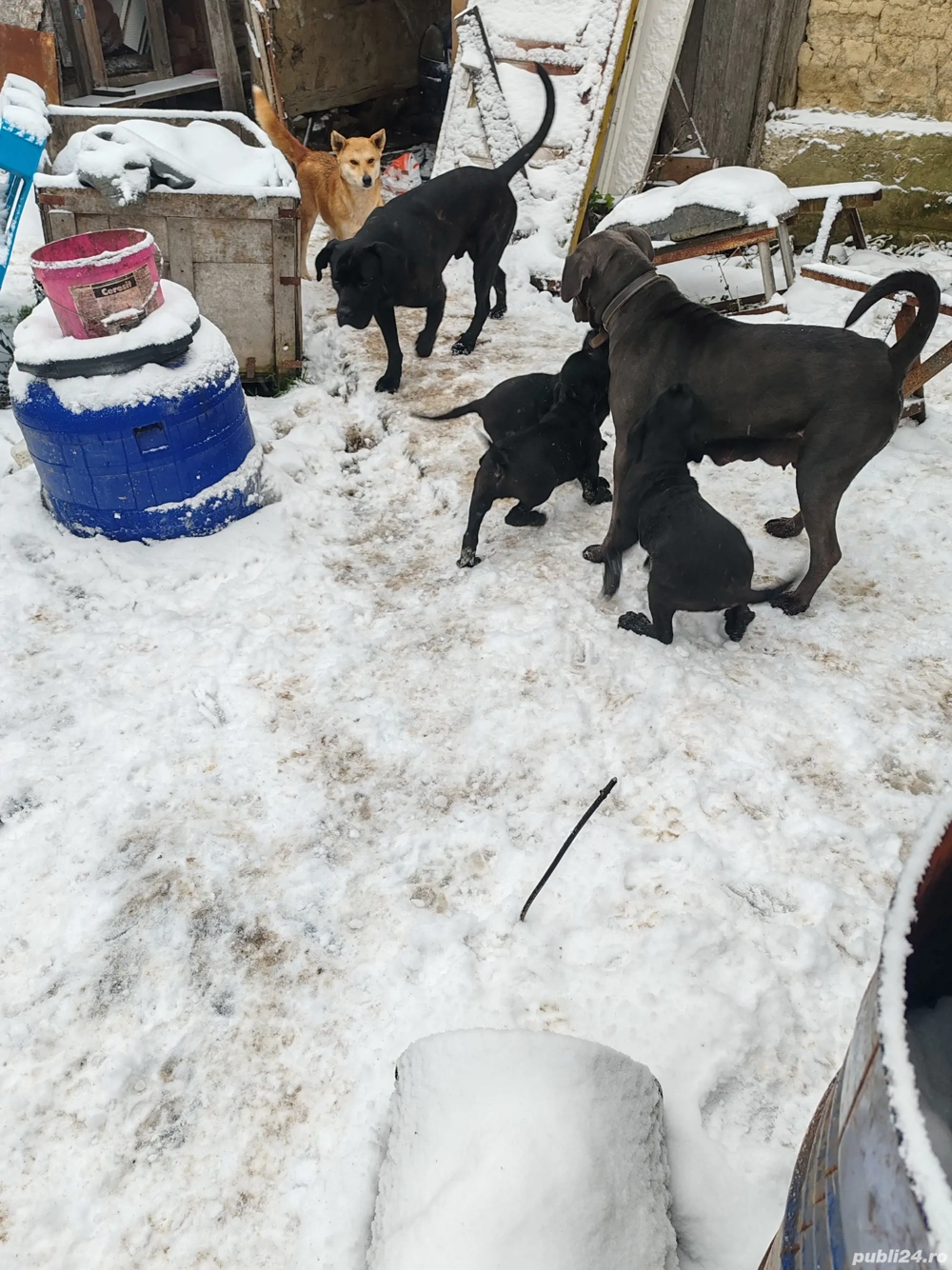 Vind 4 fetite și 4 baieti