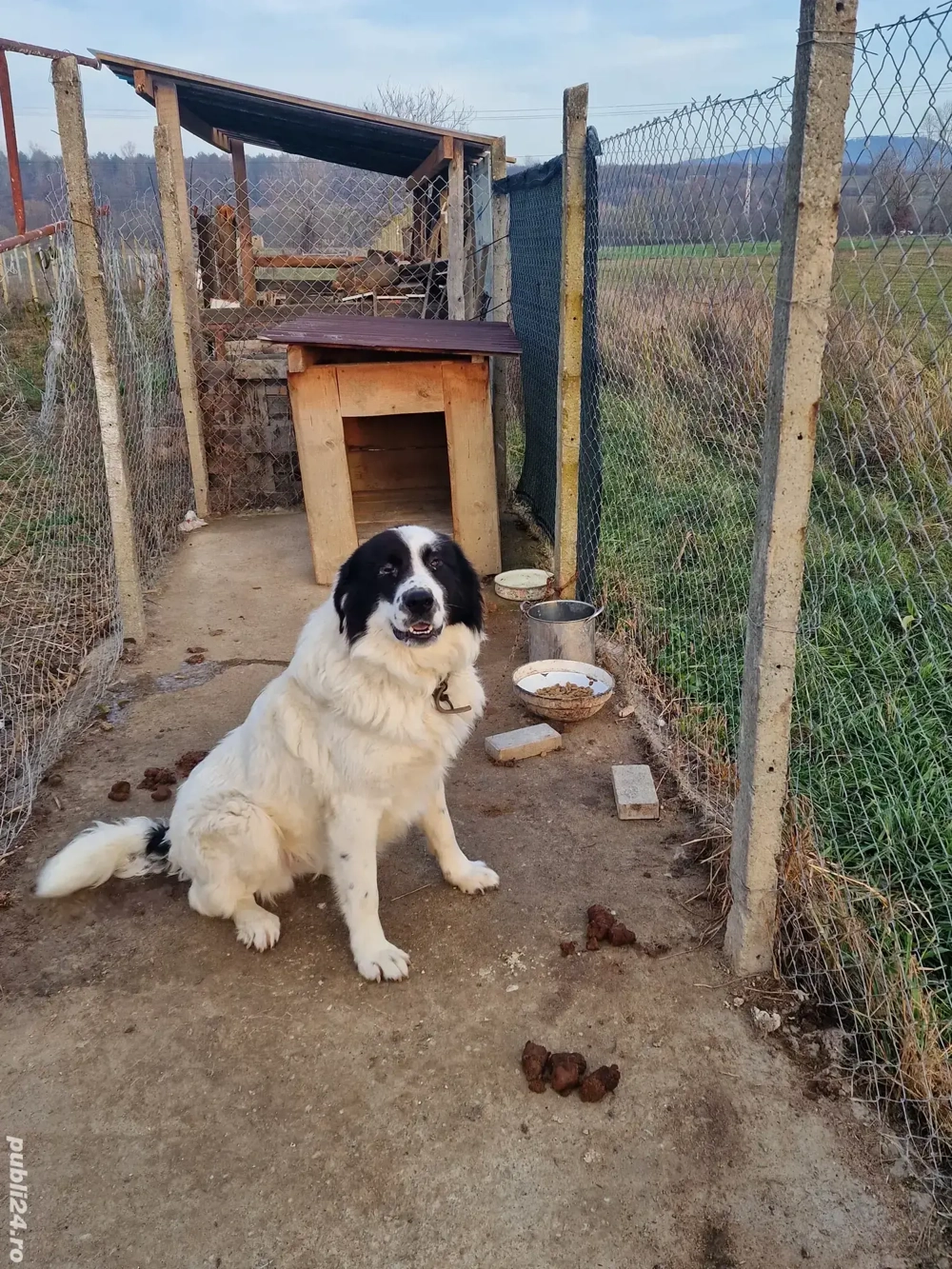 ciobanesc de bucovina