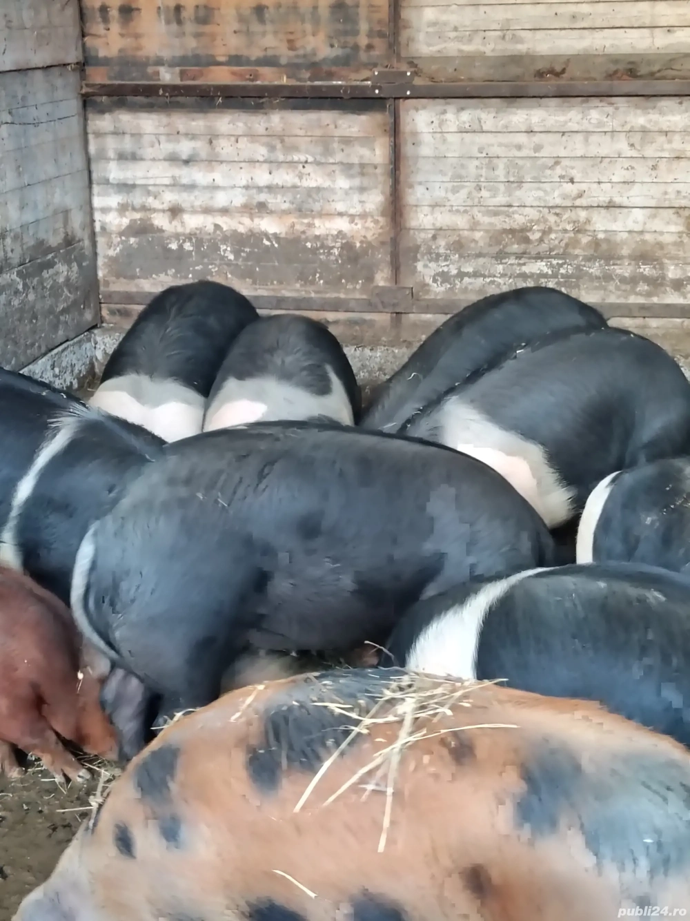 vand scroafe reproducție 