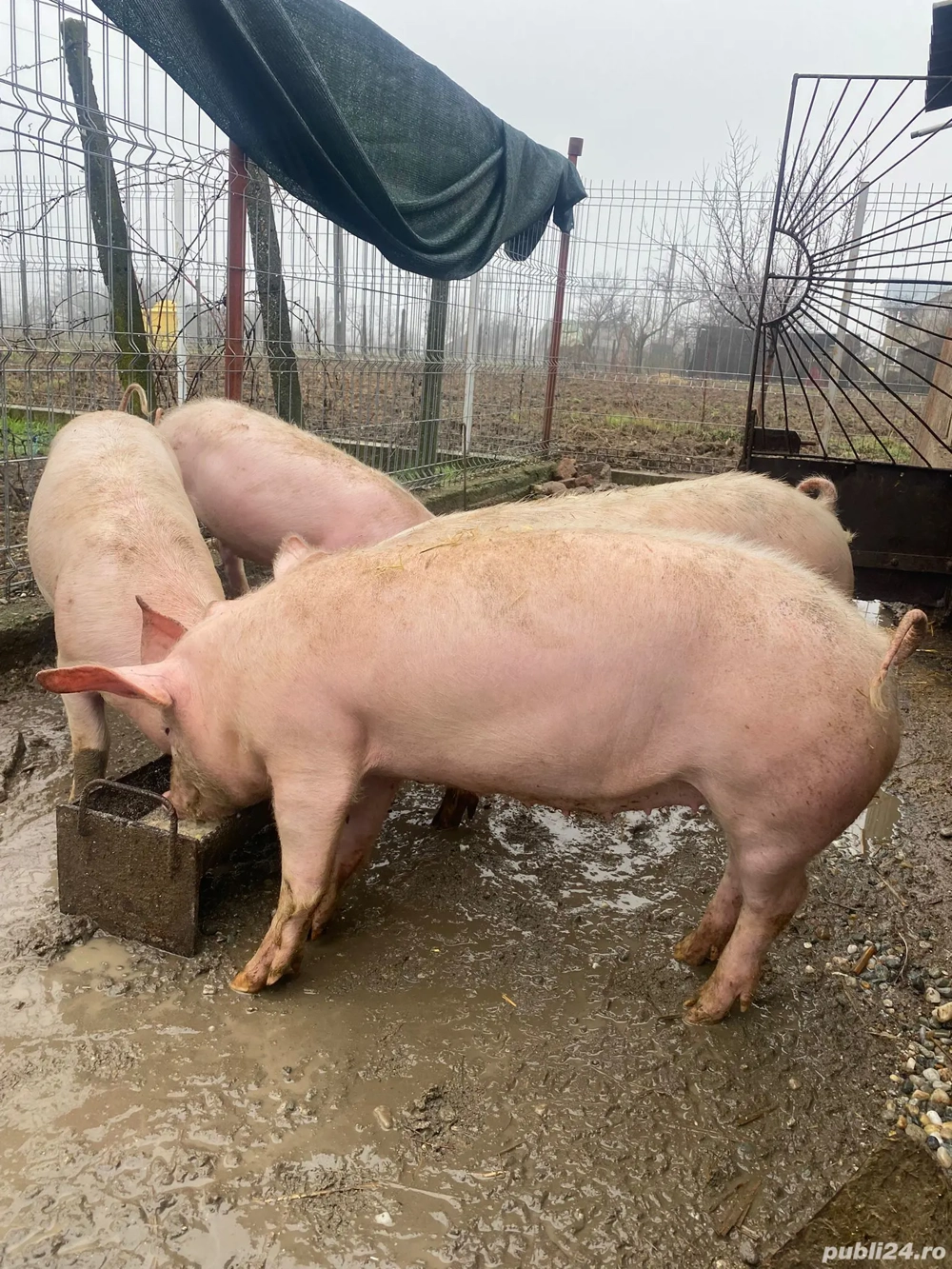 Vând purcei (grostei)