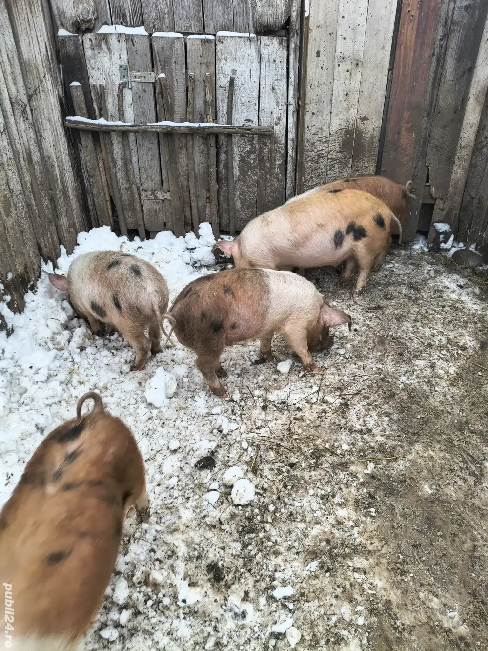 vând tot ce se vede în poze 