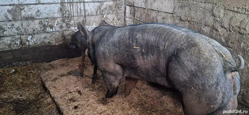 Material seminal Marele Alb si Pietrain