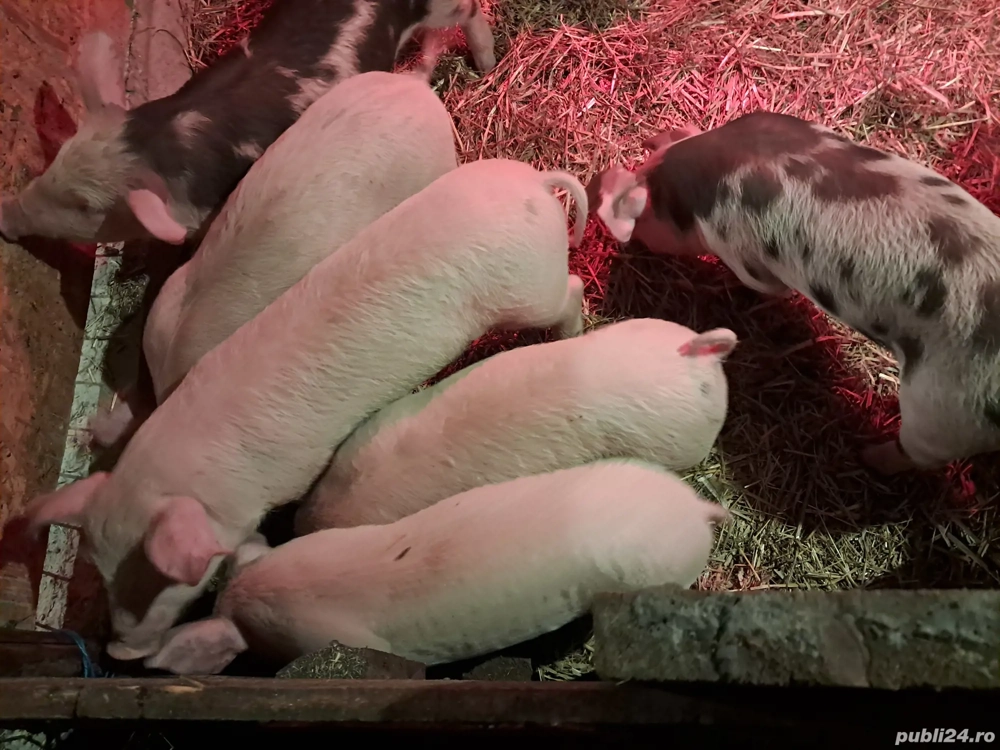 O pereche de purcei albi!