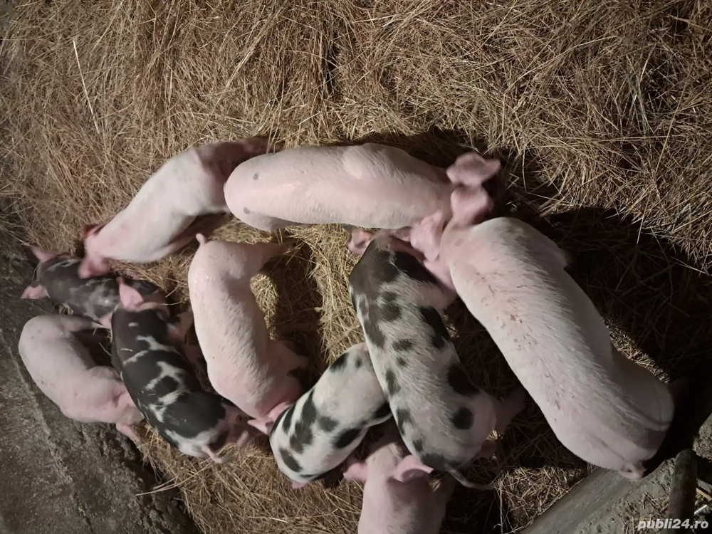 O pereche de purcei albi,11 săptamani 