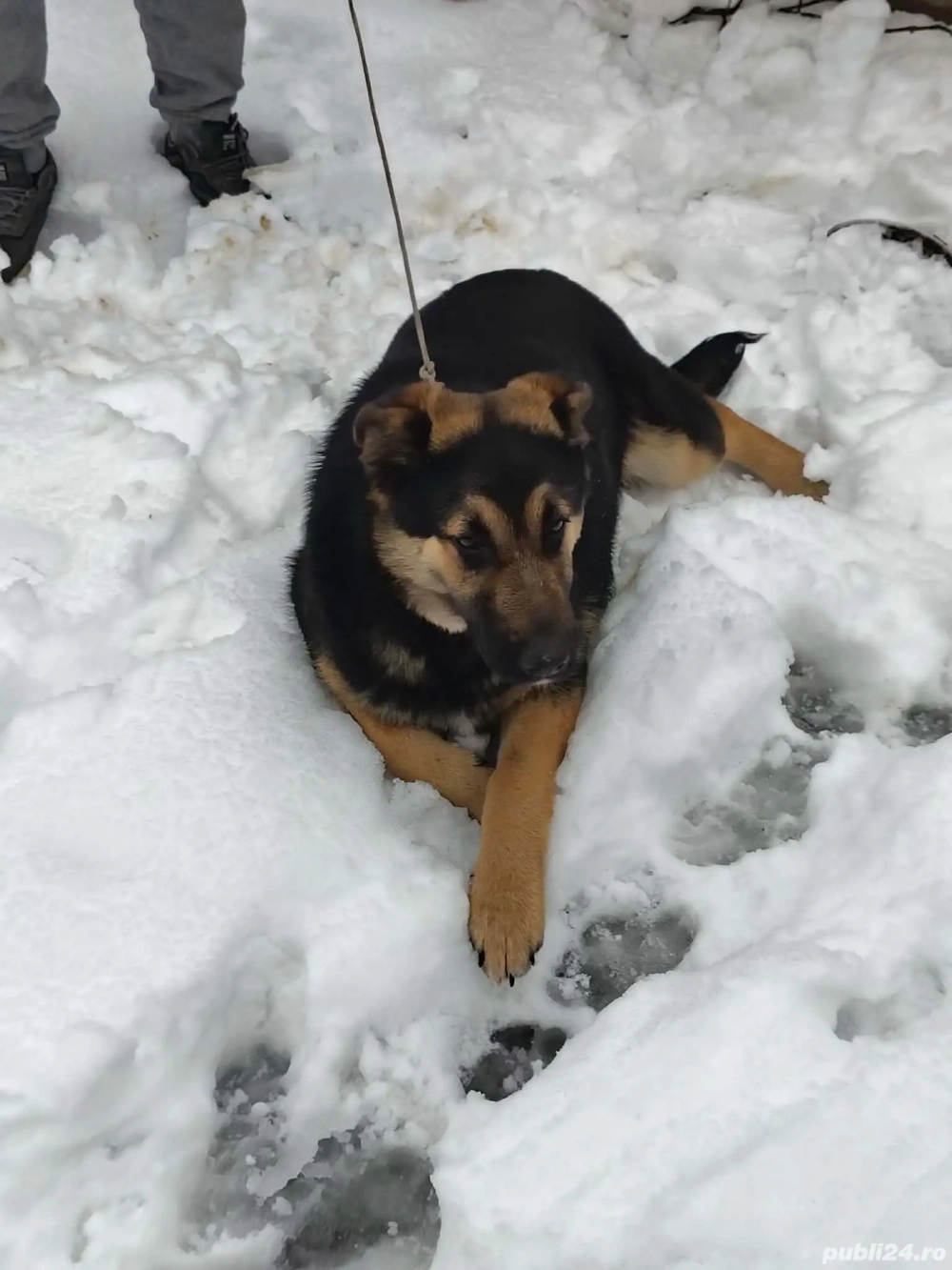 Vând urgent ciobănesc german 