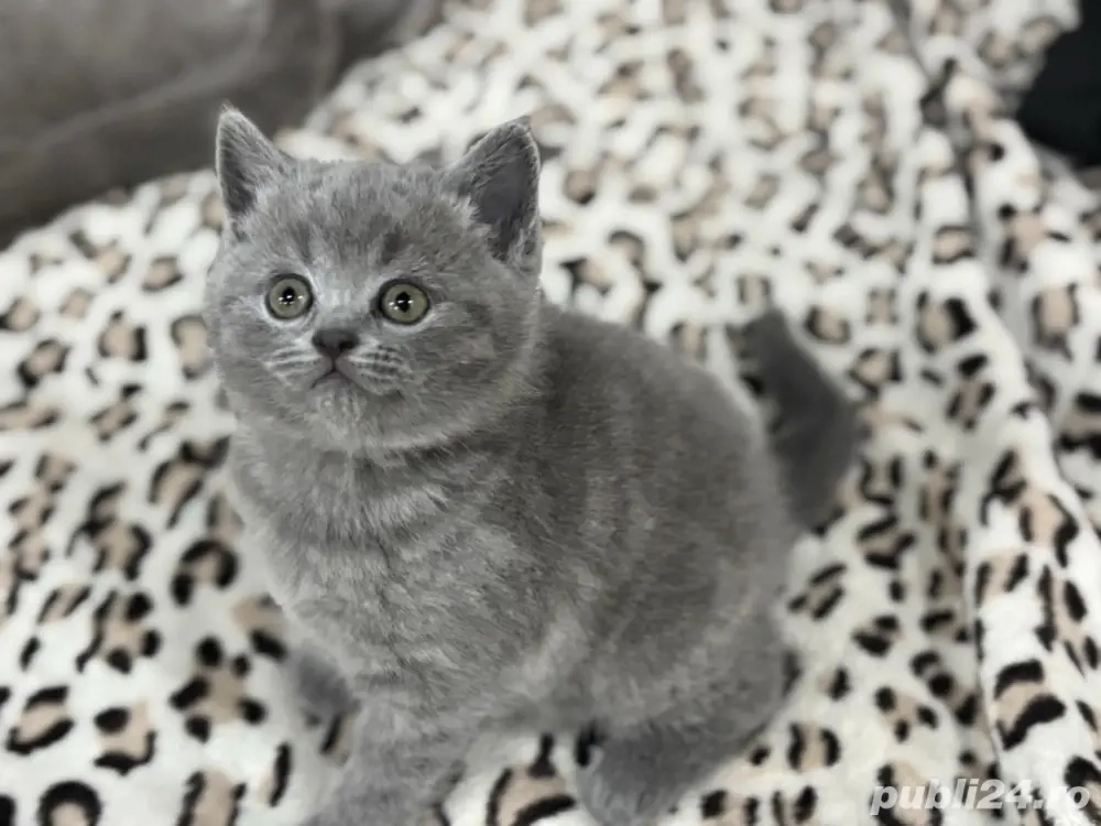british shorthair blue 