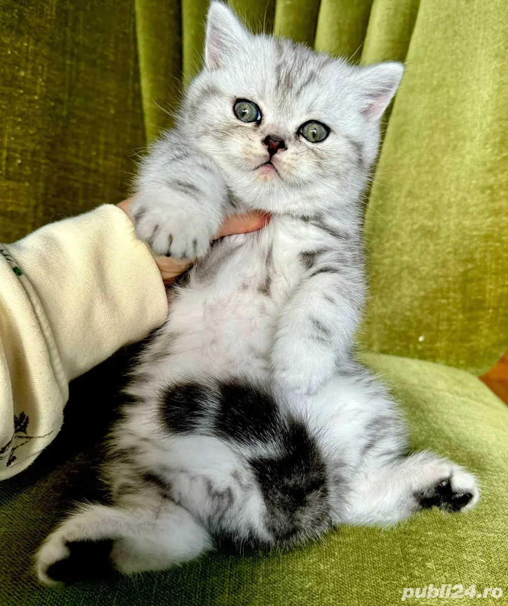 british chinchilla puiut 