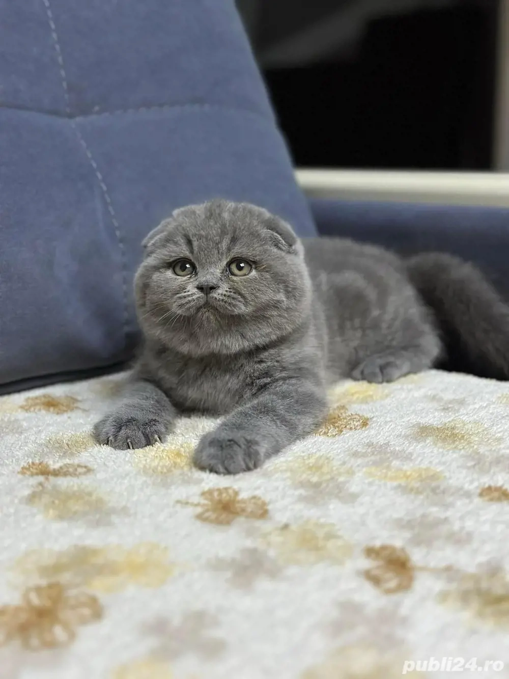 scottish fold blue 