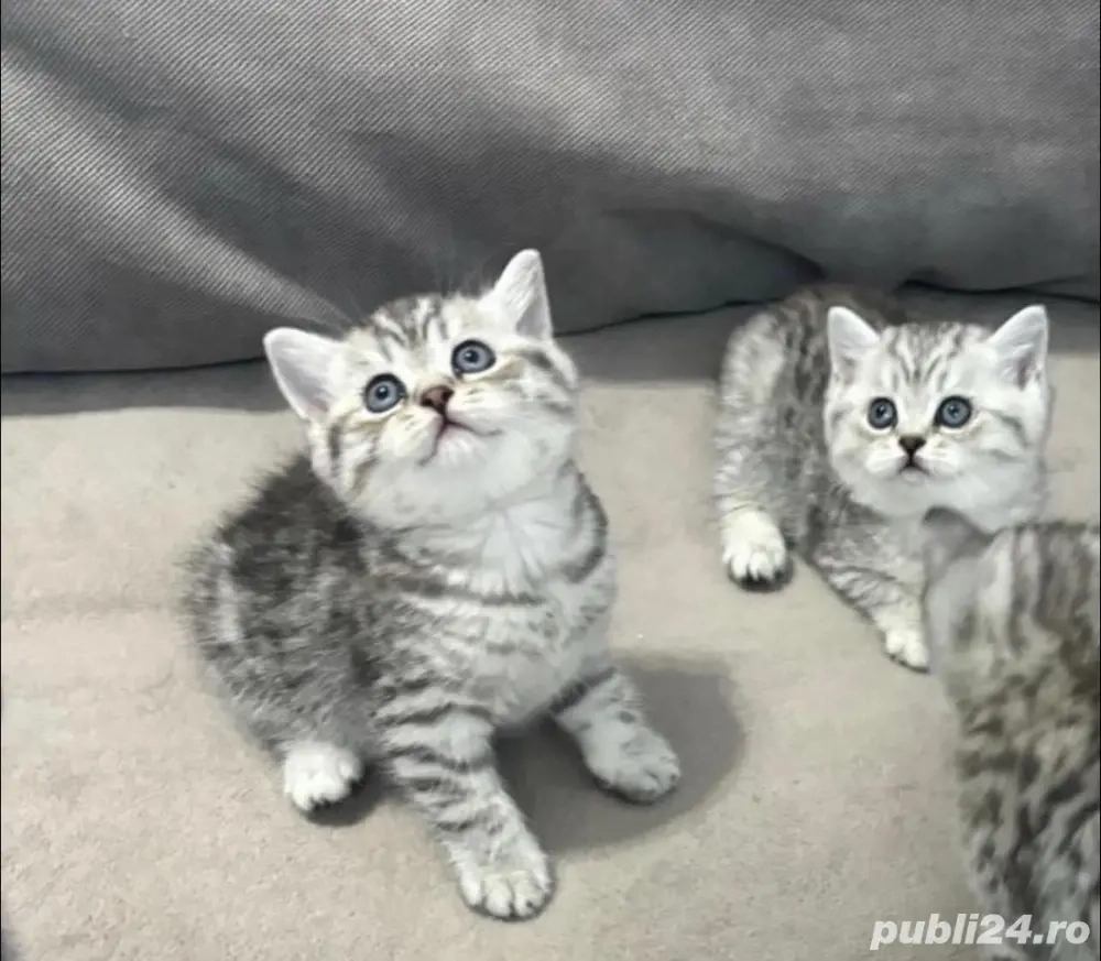british shorthair chinchilla 