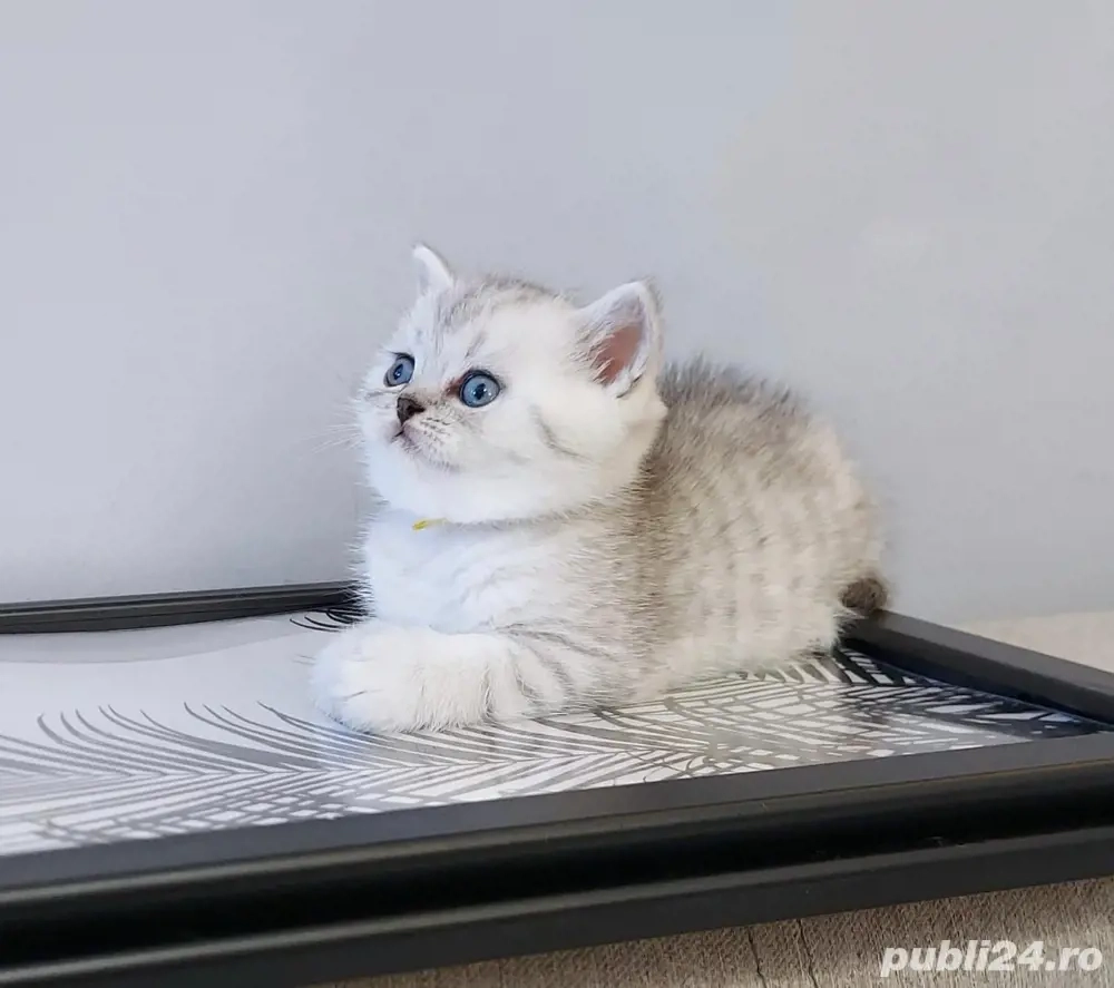 british shorthair chinchilla 