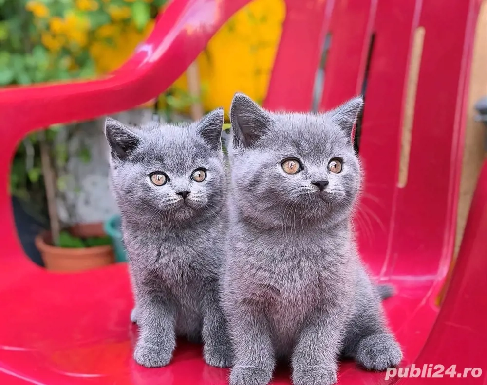 british shorthair blue 