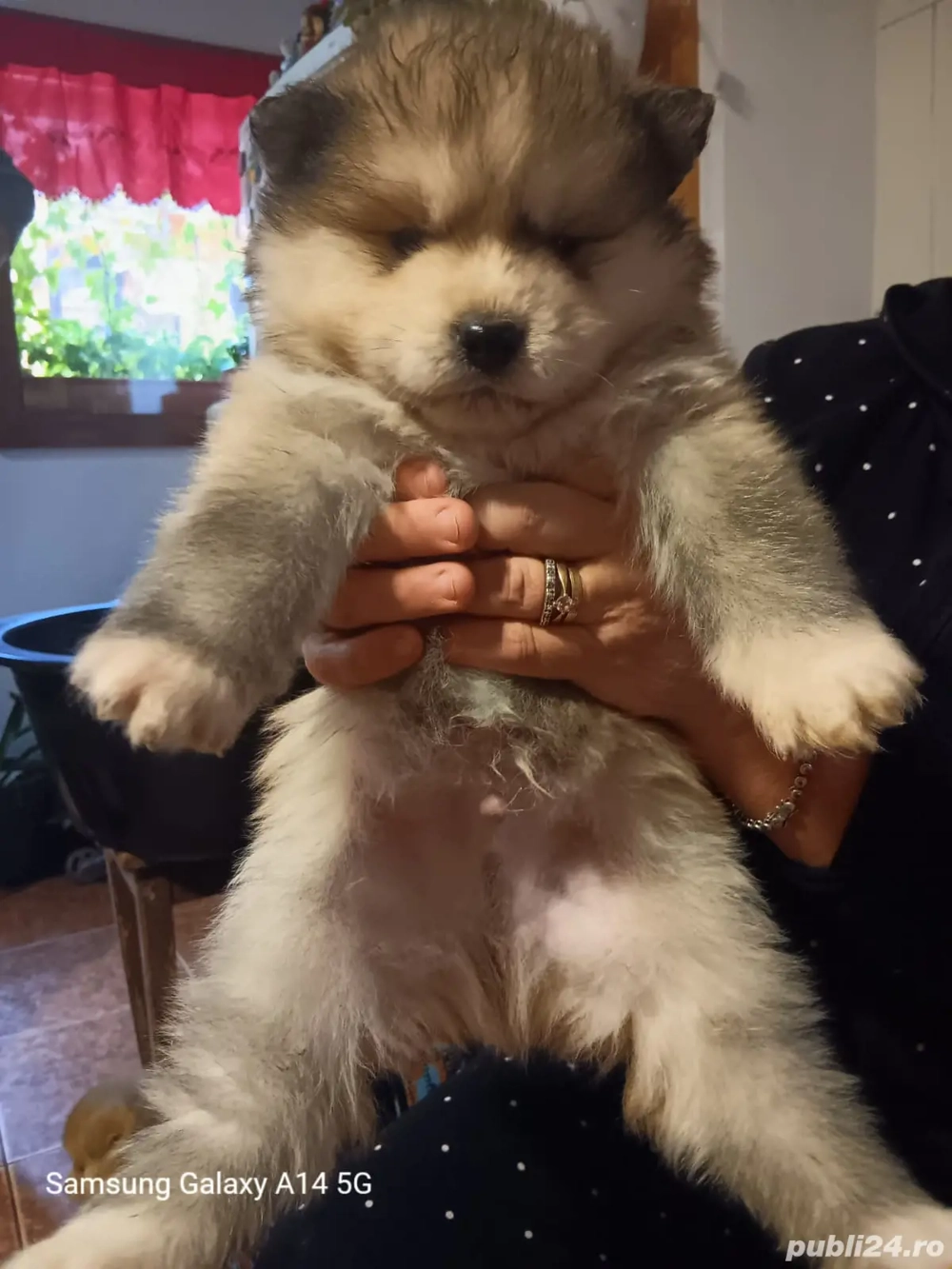 Cățeluși akita inu de opt săptămâni 