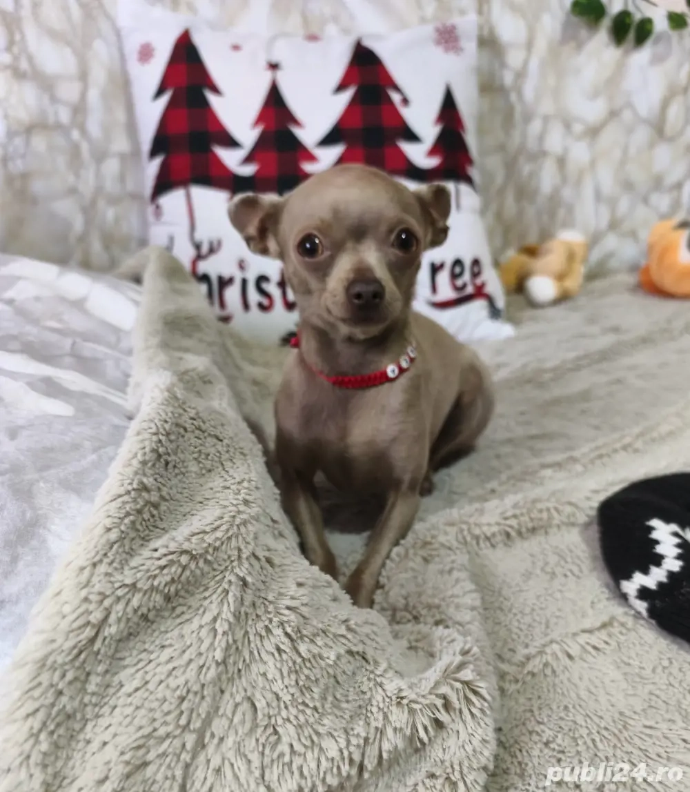 Vand Fetițâ Chihuahua