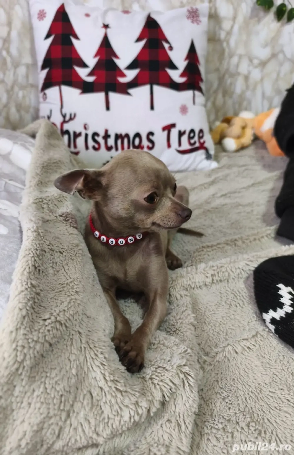 Chihuahua fetițâ 2 ani