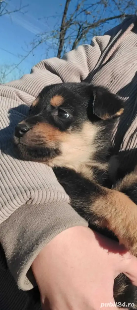 Ofer spre adopție doi cățeluși