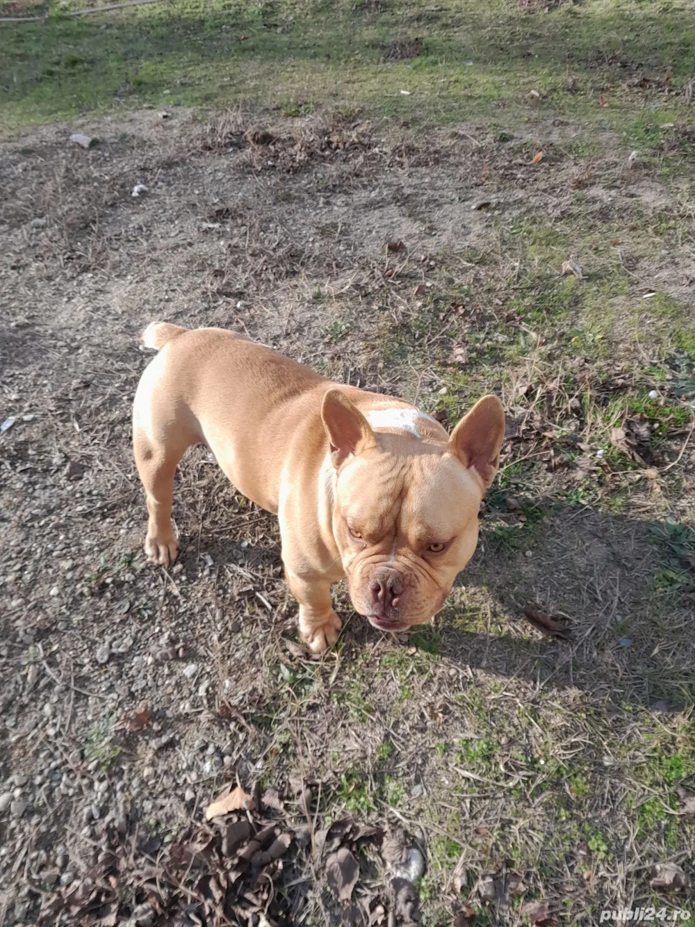 Vând AmericanBully Micro