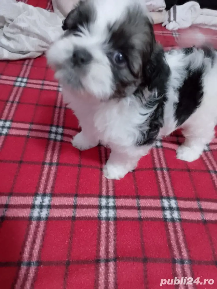 catelusi shih tzu