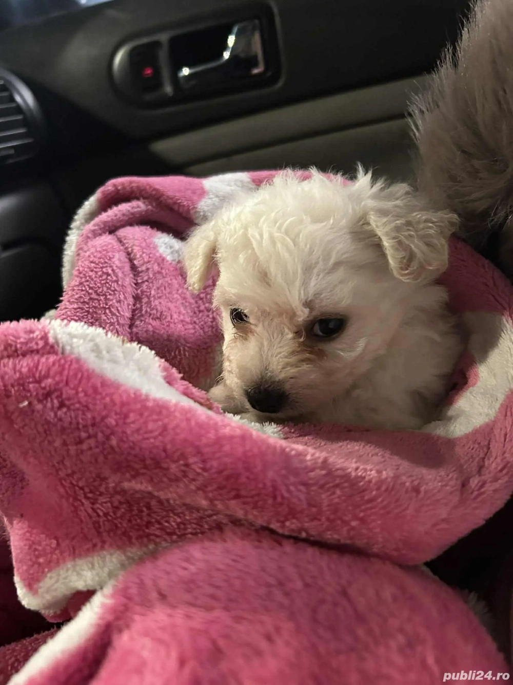 Bichon maltez 6 saptamani