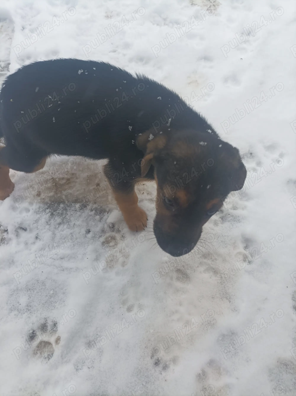 Donez căței , pot asigura și transport in Timișoara și împrejurimi 