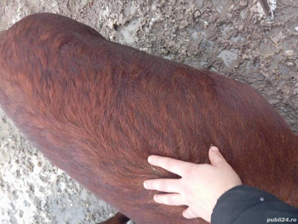 Vând scrofița    frumoasa !!