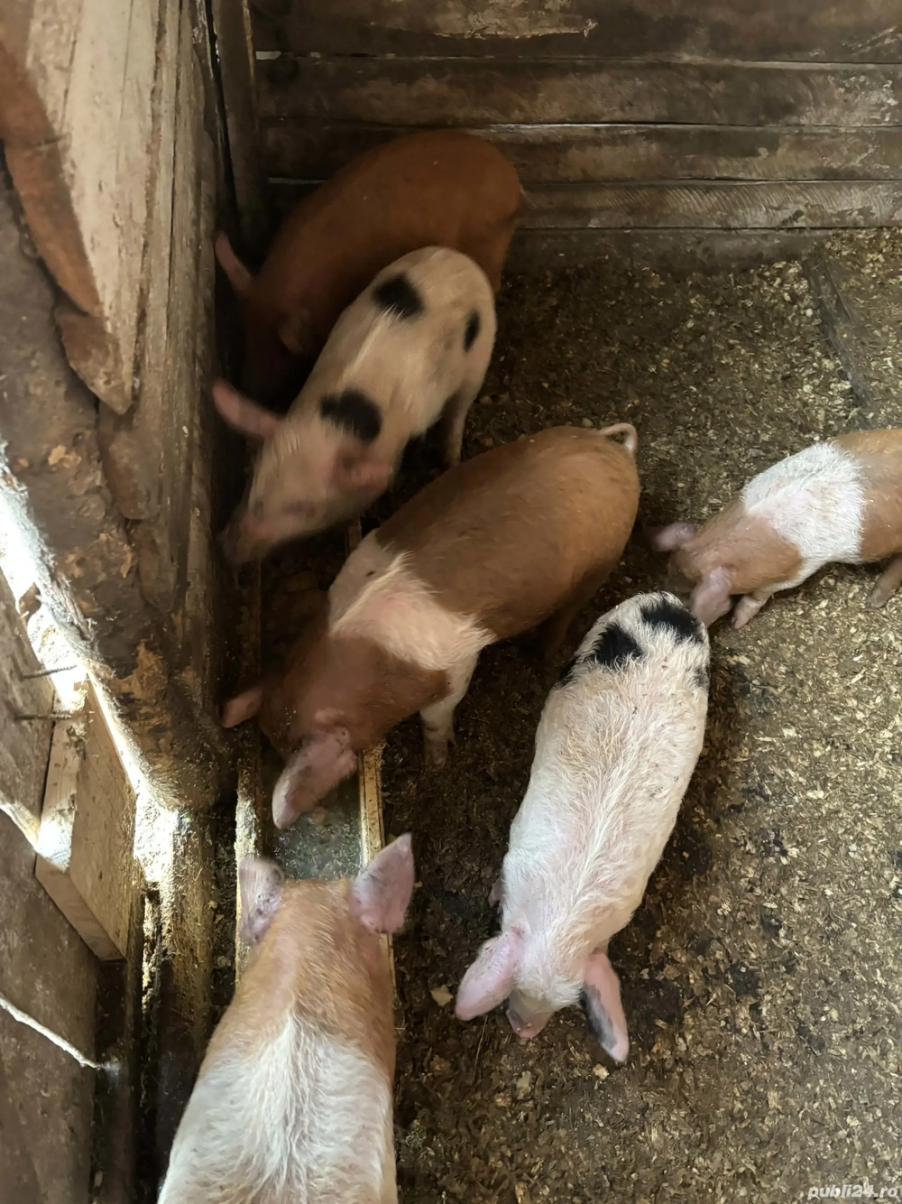 Vând purcei duroc cu mangalita 