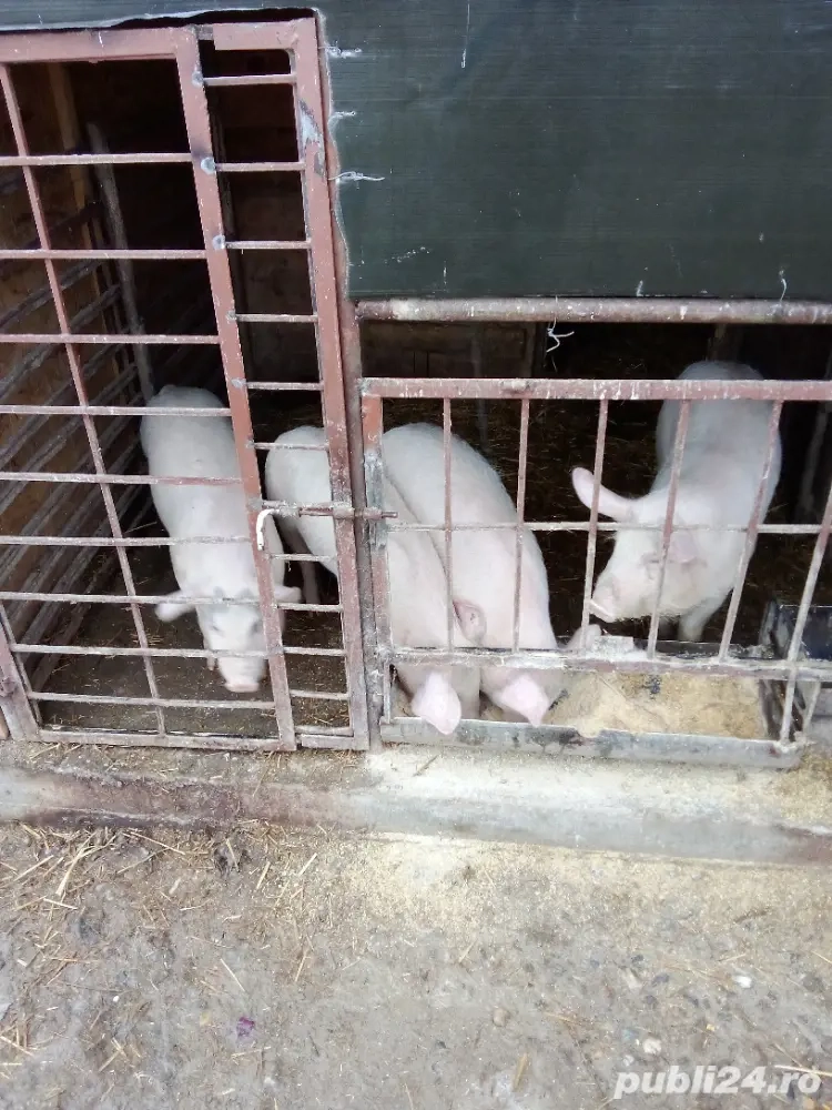 vind soldani 40-50 kg 