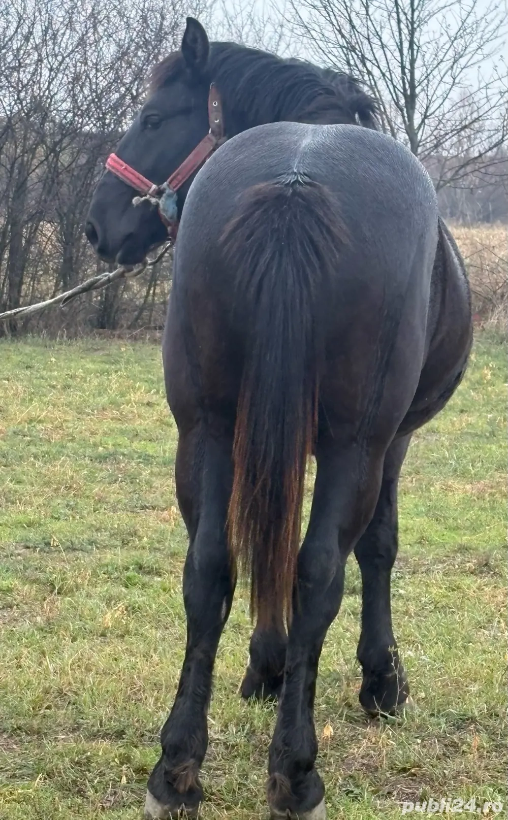 Vând mânz în vârst  de 1 an jumate