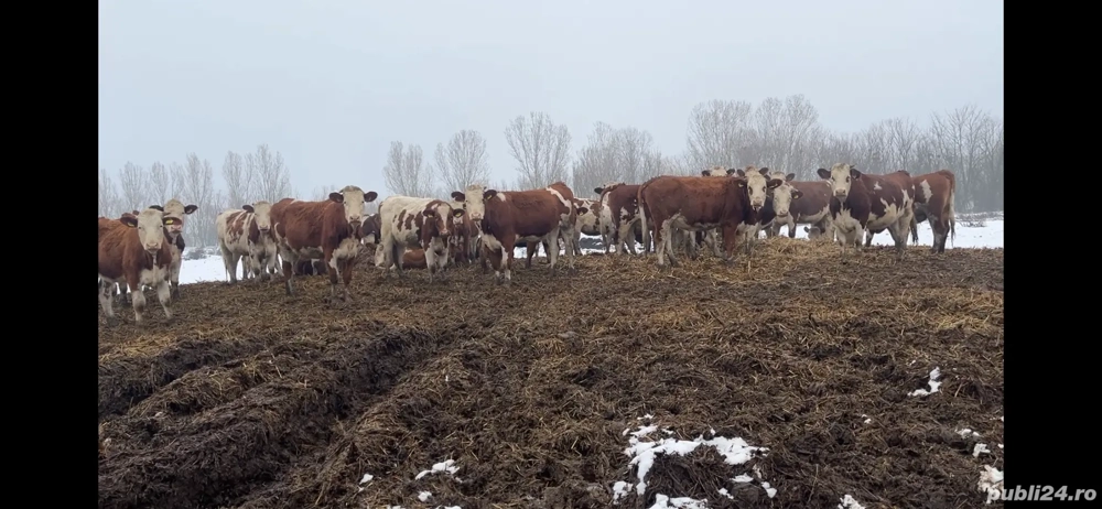 Vand 10 juninci din 40