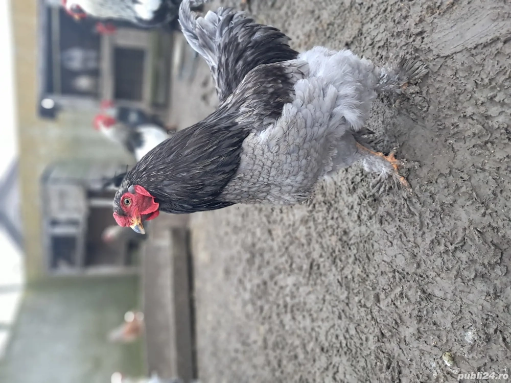 Vând cocoși brahma