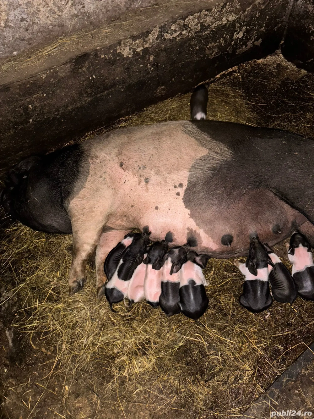 Vând scroafă cu purcei mai multe 