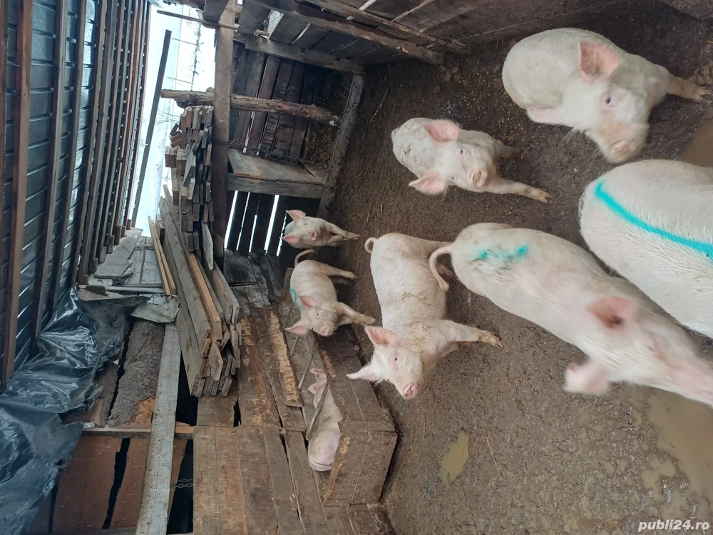 goadin marele alb 35-50kg