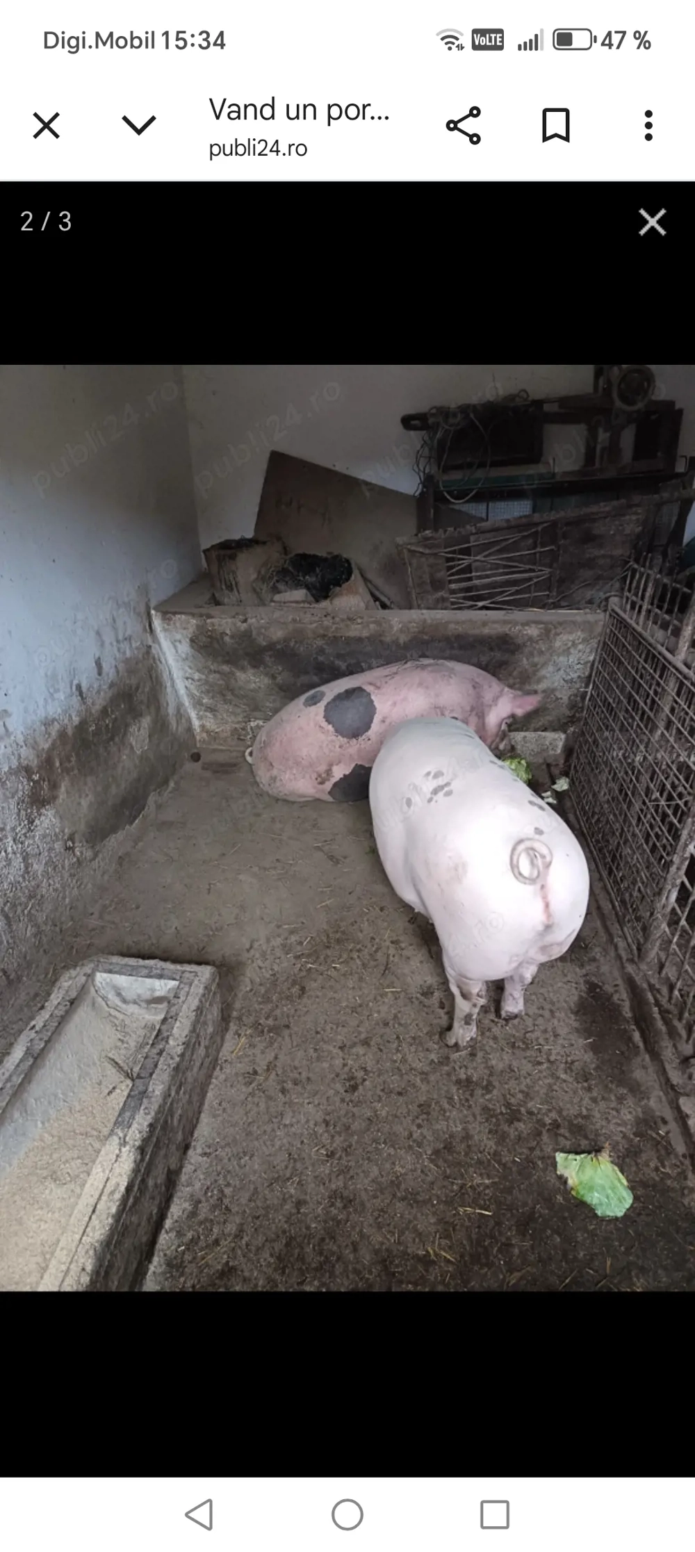 Vând porc urgent max 180 kg