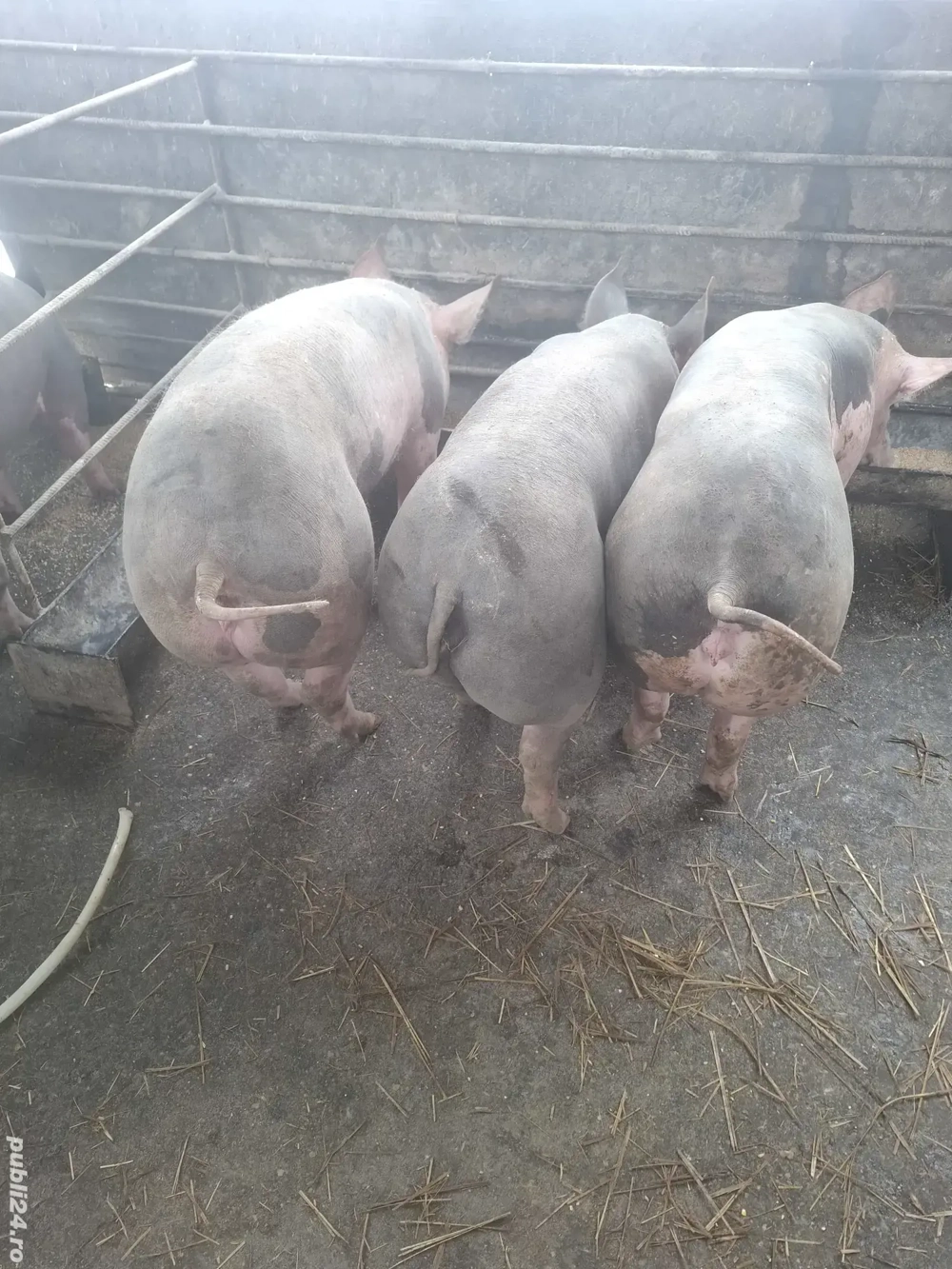 scrofite reproducere pietrain