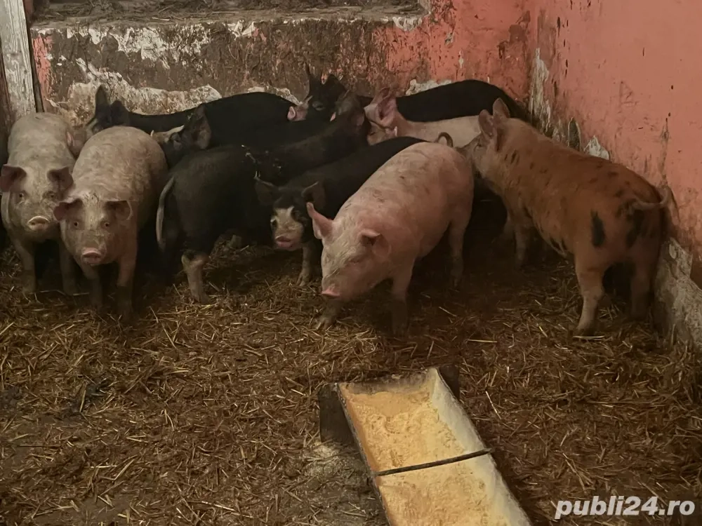 vand suldei 45 50 kg 20 buc castrați prețul 510 lei buc 