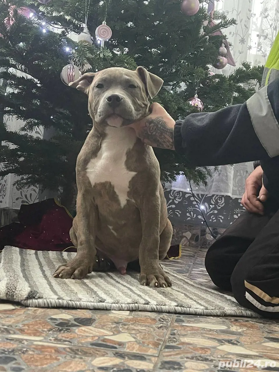 American Bully Xl