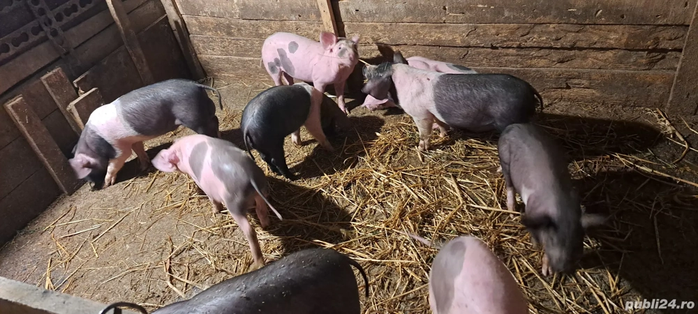 vand purcei de aproximativ 25 kg fiecare