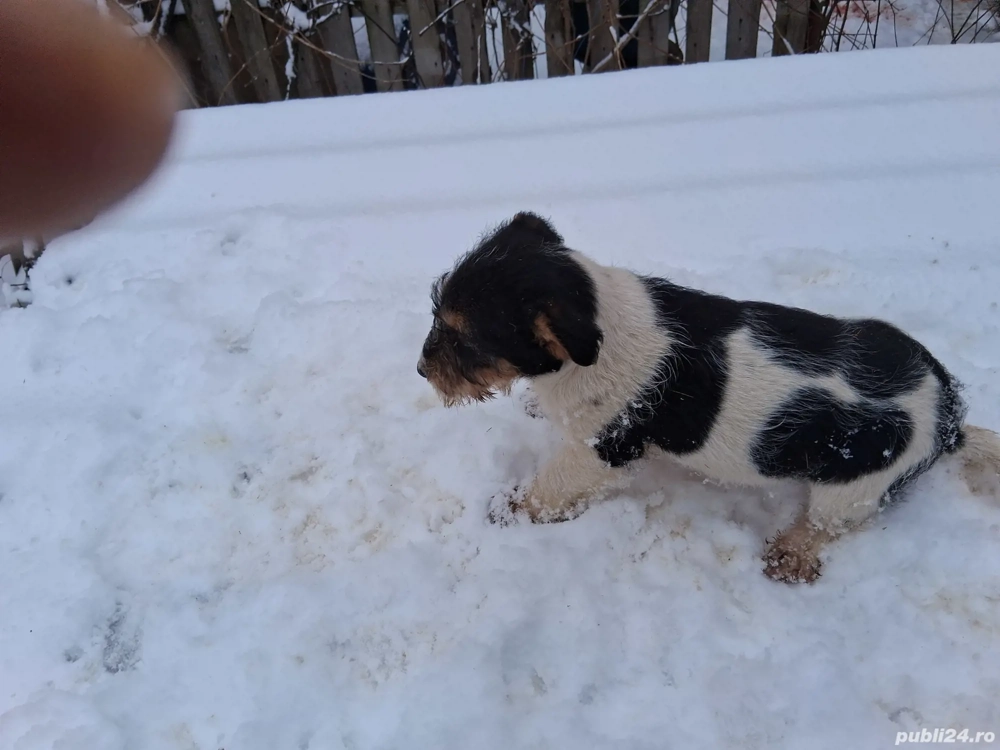 Fox Terrier sarmosii