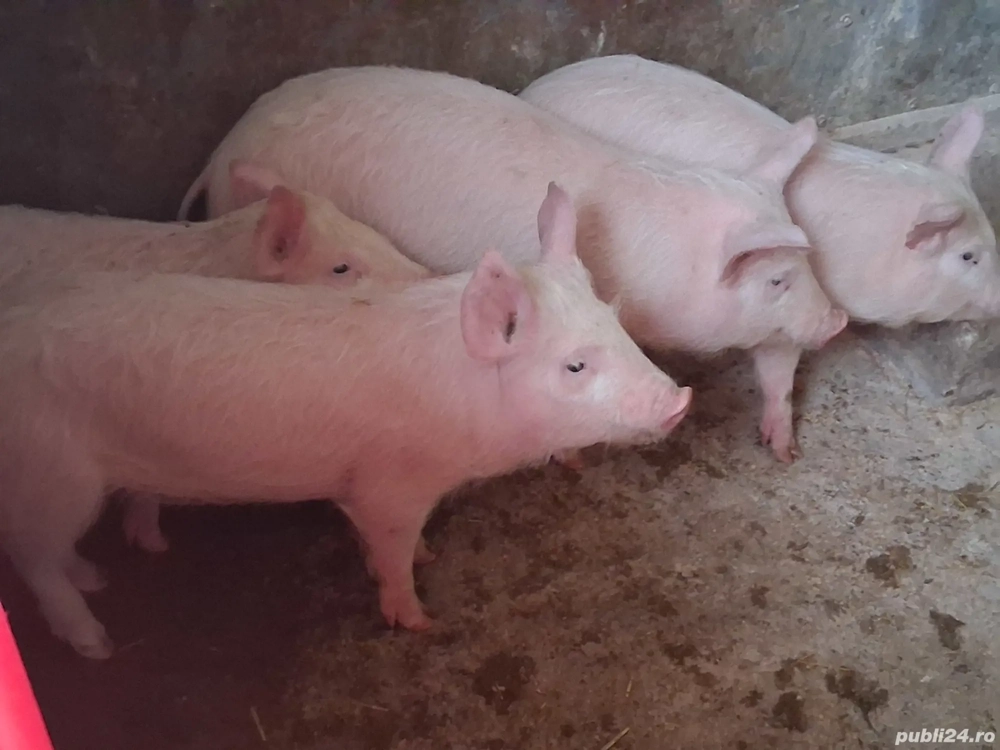 vând purcei de 10 săptămâni 18kg(masculi castraţi)