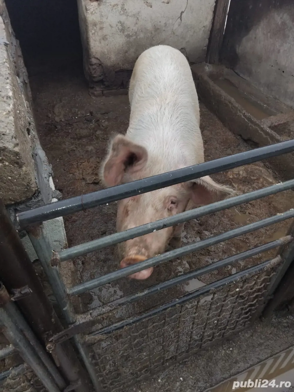 vand 5 purcei si o scroafa